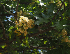 Torminalis glaberrima