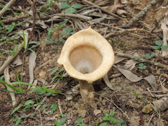 Pleurotus tuber-regium