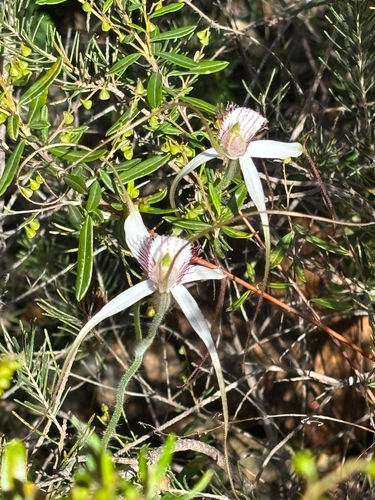 Caladenia patersonii observed 2026-10-03
