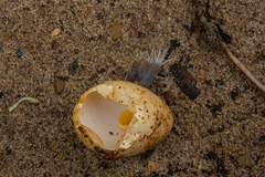 Caprimulgus europaeus