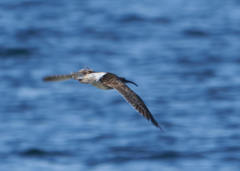 Numenius phaeopus phaeopus