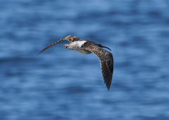 Numenius phaeopus phaeopus