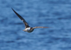 Numenius phaeopus phaeopus