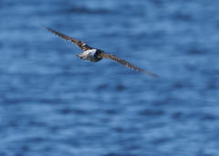 Numenius phaeopus phaeopus