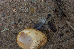 Caprimulgus europaeus