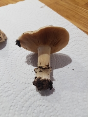 Agaricales
