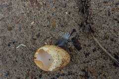 Caprimulgus europaeus