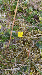 Potentilla erecta