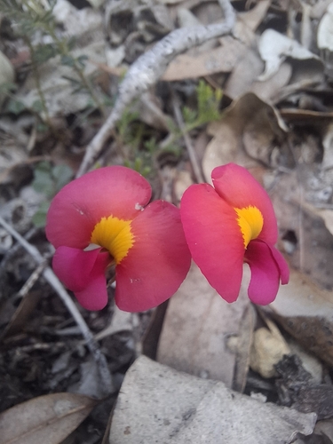 Chorizema rhombeum, 2026-10-03