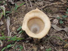 Pleurotus tuber-regium