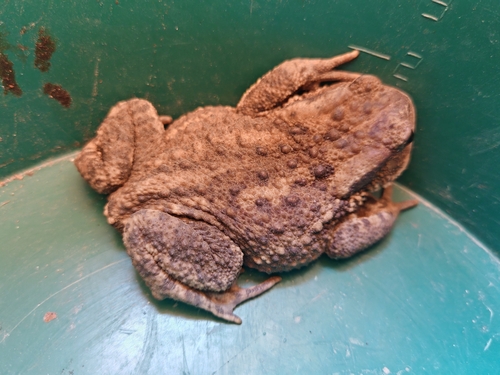 European Toad