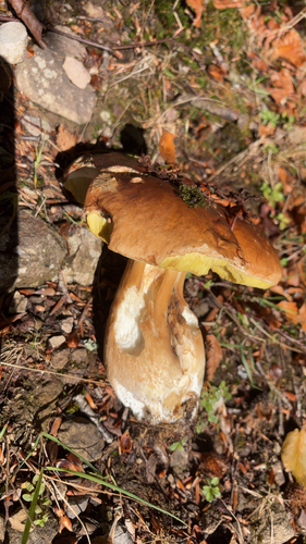 King Bolete
