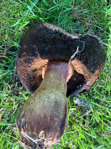 Lurid Bolete