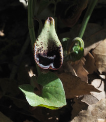 Aristolochia scabridula