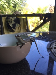 Trachylepis sechellensis