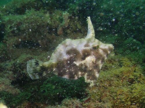 Acreichthys tomentosus observed 2026-10-03