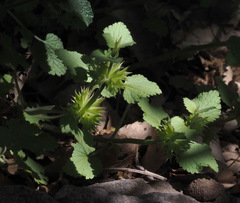 Lamium garganicum