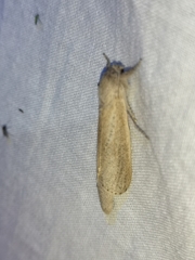 Phragmataecia castaneae