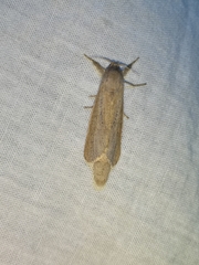 Phragmataecia castaneae