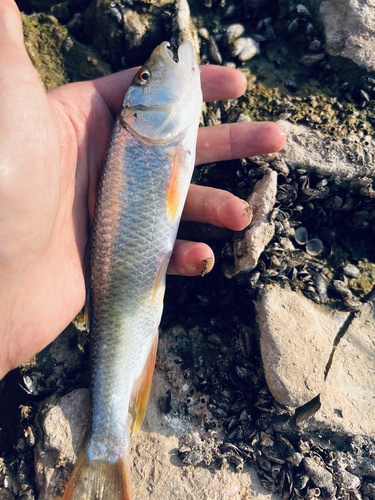 Chinese Hooksnout Carp