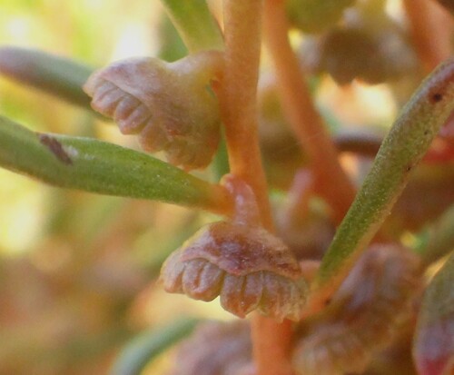 Gyrostemon australasicus observed 2026-09-29