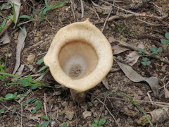 Pleurotus tuber-regium