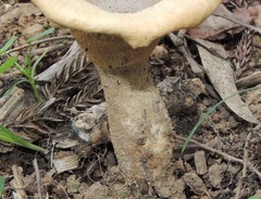 Pleurotus tuber-regium