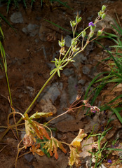 Geranium libanoticum