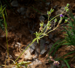 Geranium libanoticum