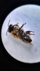 Apis mellifera