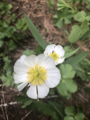 Ranunculus kuepferi
