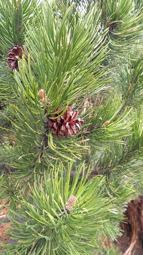 Planinski bor (Pinus mugo)