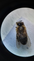 Apis mellifera