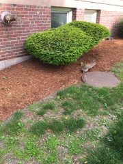 Sylvilagus floridanus