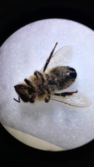 Apis mellifera