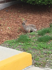 Sylvilagus floridanus