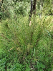 Austrostipa ramosissima