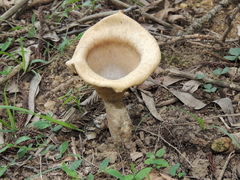 Pleurotus tuber-regium
