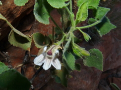 Goodenia grandiflora