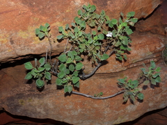 Goodenia grandiflora