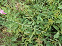 Tephrosia macropoda