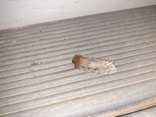 White Cedar Moth