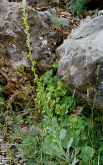 Verbascum damascenum
