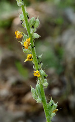Verbascum damascenum