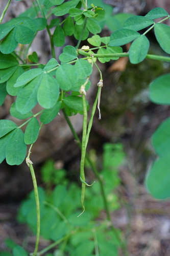 Strauchwicke