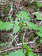 Osmorhiza purpurea