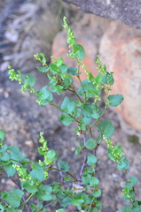 Muehlenbeckia rhyticarya