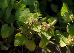 Lamium garganicum