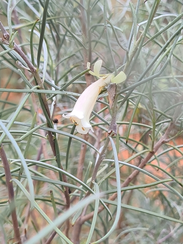 Eremophila oppositifolia observed 2026-09-30
