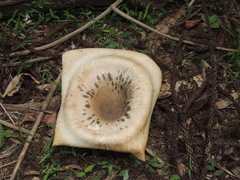 Pleurotus tuber-regium